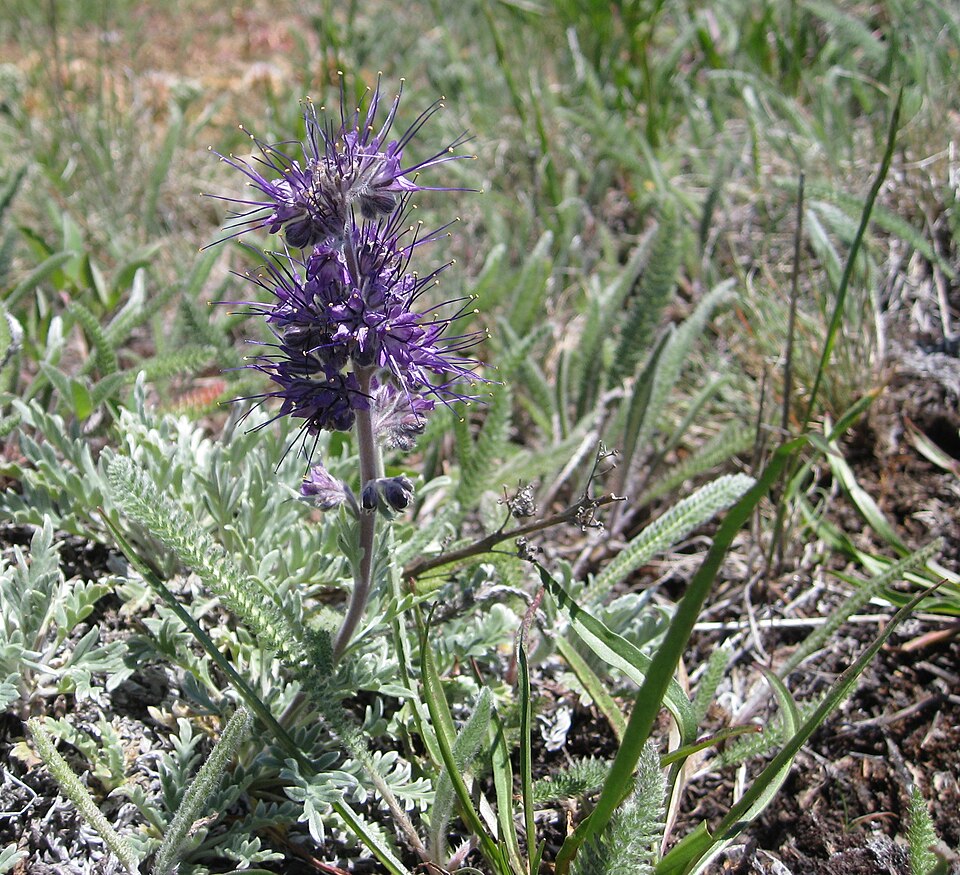 Phacelia sericea (Silky Phacelia) (alternate view 10)