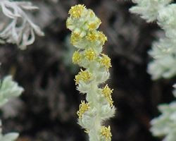Artemisia pycnocephala (coastal sagewort) (alternate view 6)