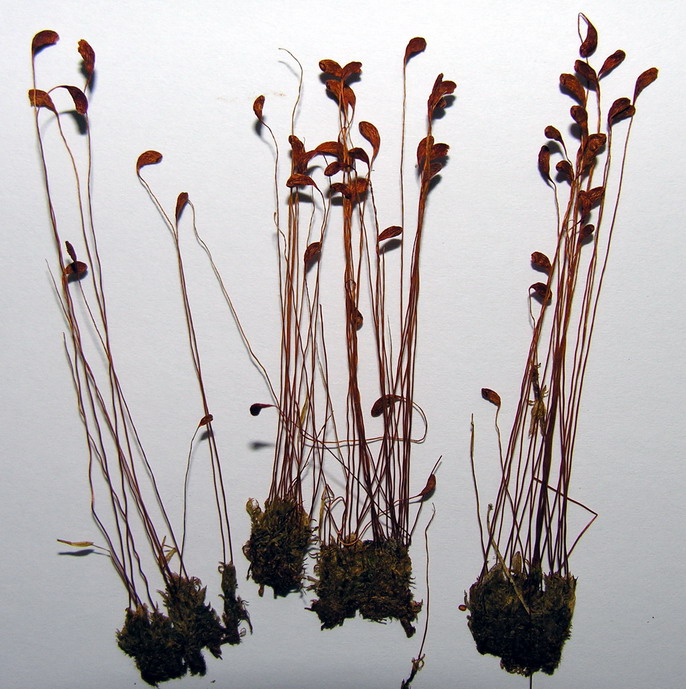 Funaria hygrometrica (Bonfire moss)