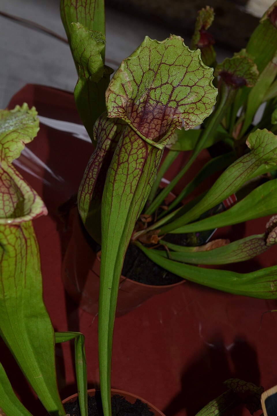Sarracenia × mitchelliana (Mitchell's Pitcher Plant) (alternate view 8)