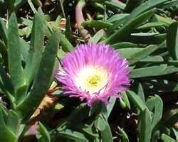 Carpobrotus (sea figs) (alternate view 5)