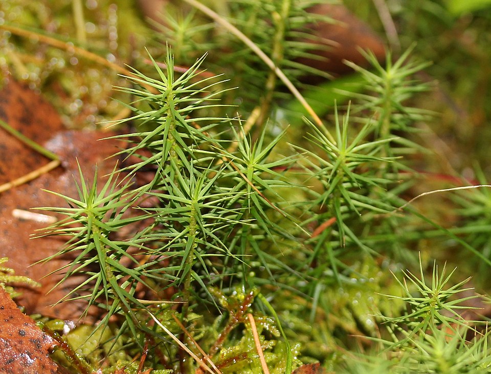Polytrichum commune (Common Haircap Moss)