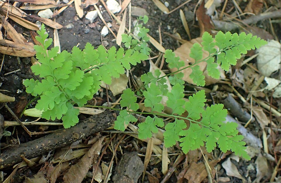 Cystopteris protrusa (lowland brittle fern) (alternate view 9)
