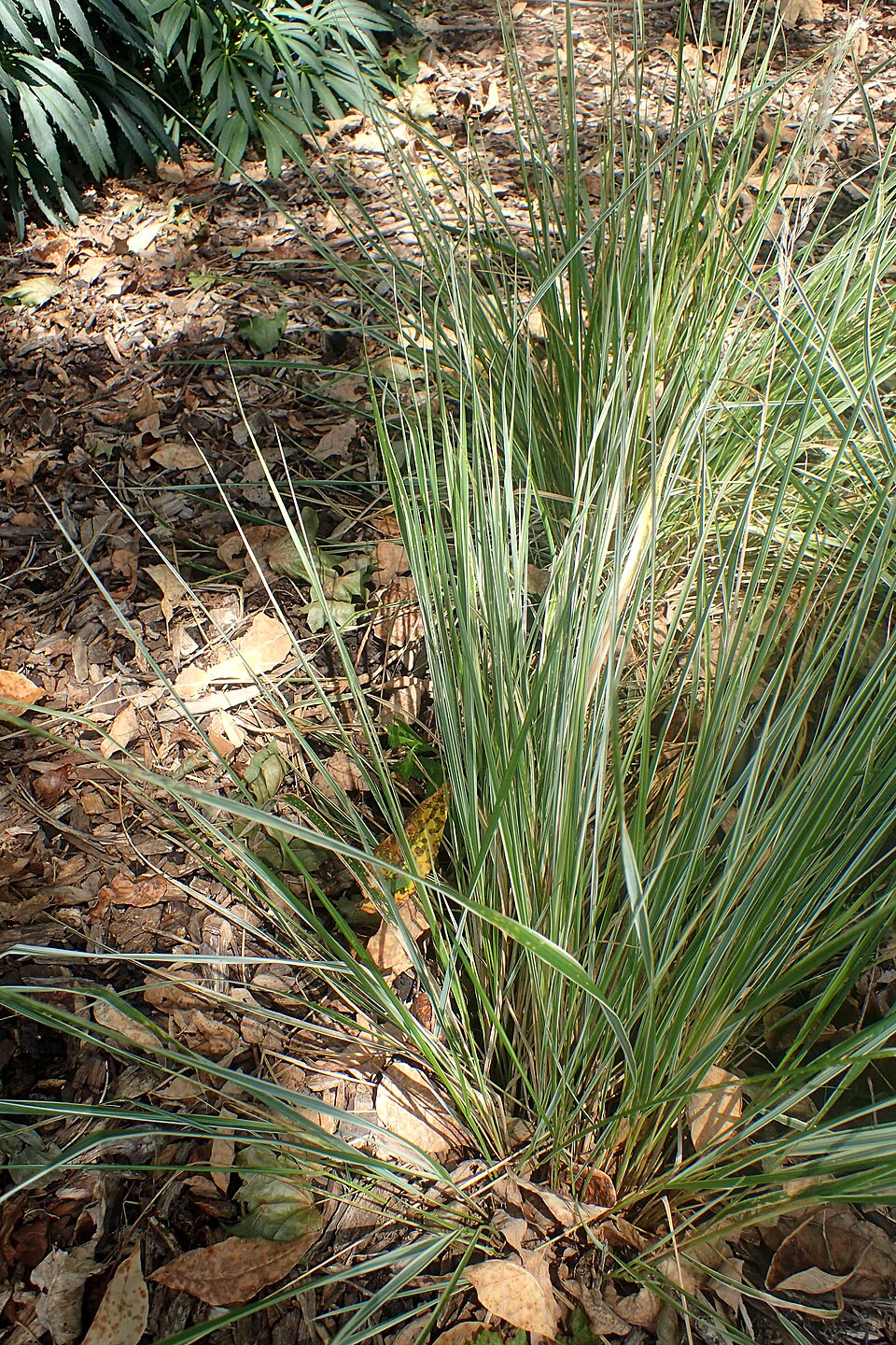 Calamagrostis × acutiflora 'Overdam' (Overdam Feather Reed Grass) (alternate view 4)