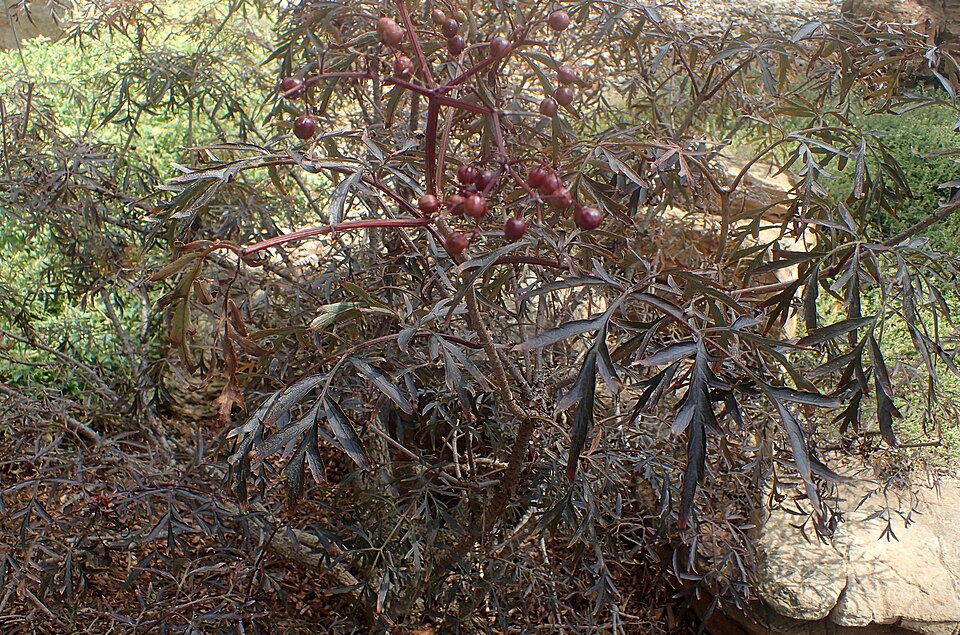 Sambucus nigra 'Eva' (Black Beauty Elderberry)