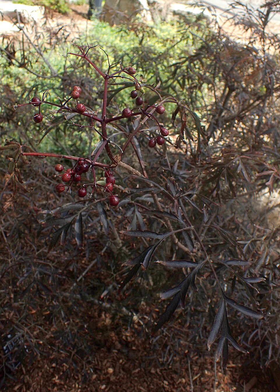 Sambucus nigra 'Eva' (Black Beauty Elderberry) (alternate view 2)