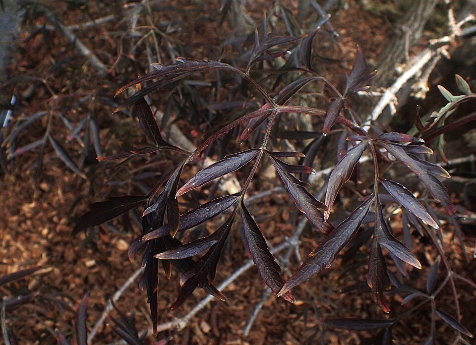 Sambucus nigra 'Eva' (Black Beauty Elderberry) (alternate view 3)