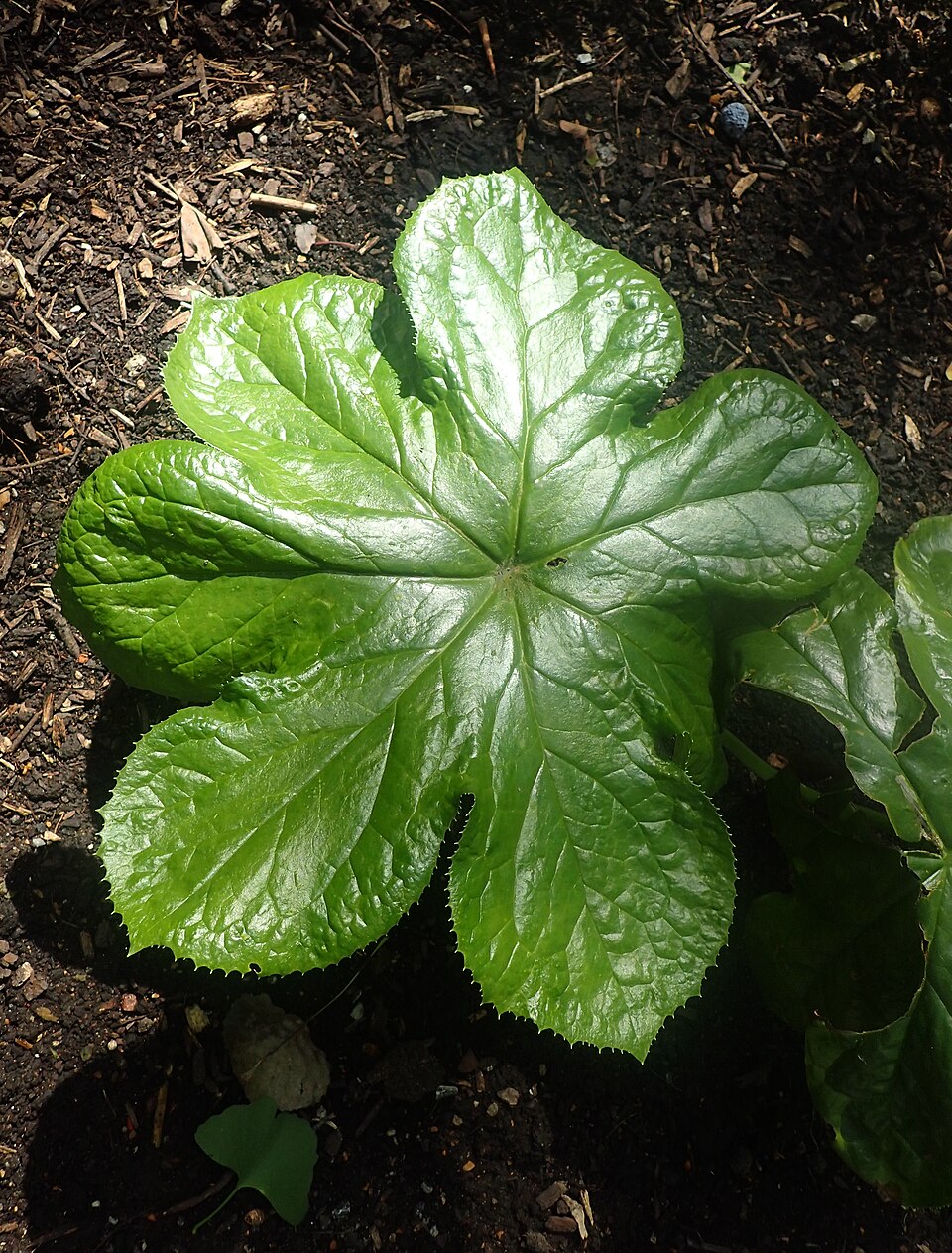 Podophyllum pleianthum (Chinese mayapple) (alternate view 3)