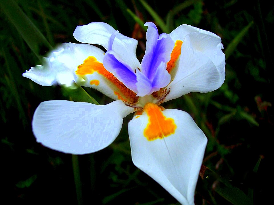 Dietes grandiflora (Large Fortnight Lily) (alternate view 10)
