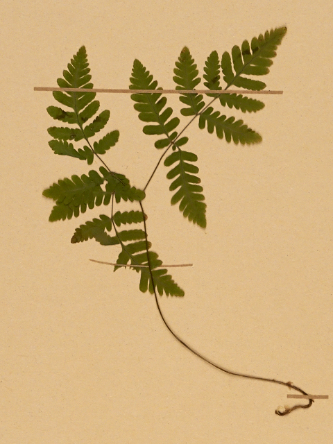 Gymnocarpium disjunctum (oak fern) (alternate view 6)