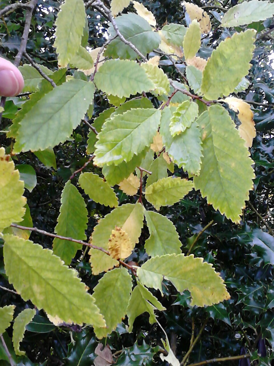 Ulmus crassifolia (Cedar Elm)