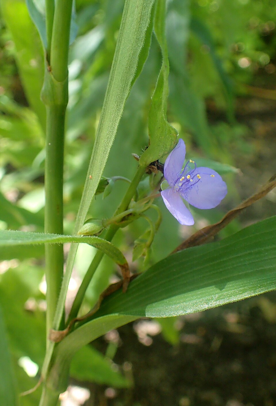 Tradescantia subaspera (Zigzag Spiderwort) (alternate view 4)