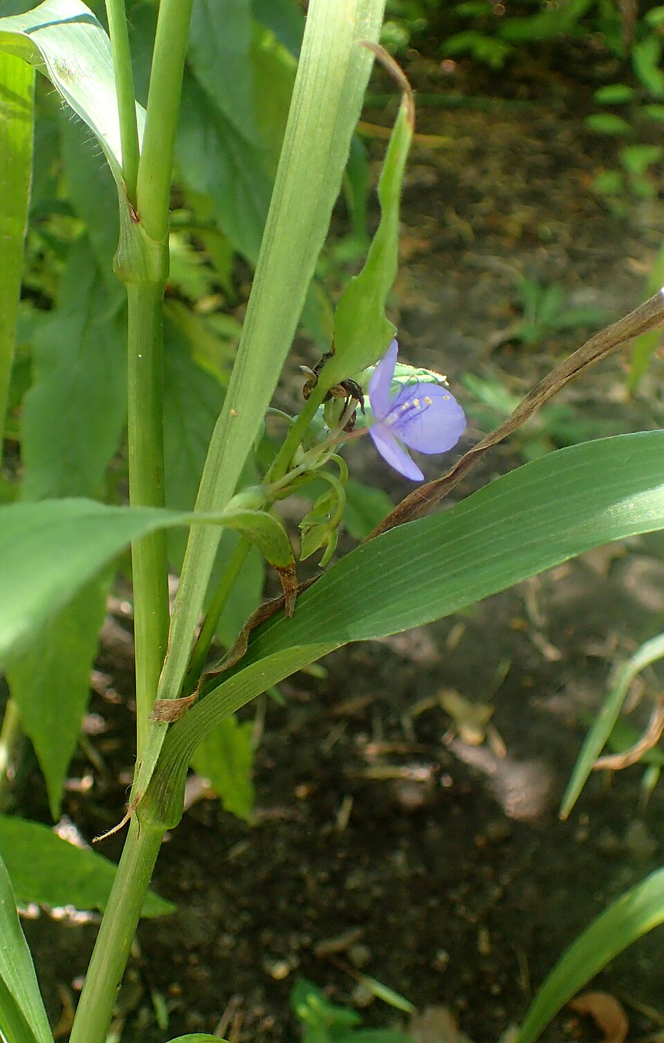 Tradescantia subaspera (Zigzag Spiderwort) (alternate view 5)