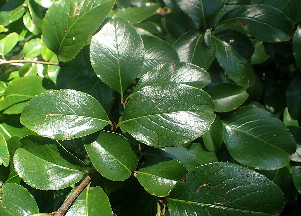 Viburnum rufidulum (Rusty Blackhaw) (alternate view 10)