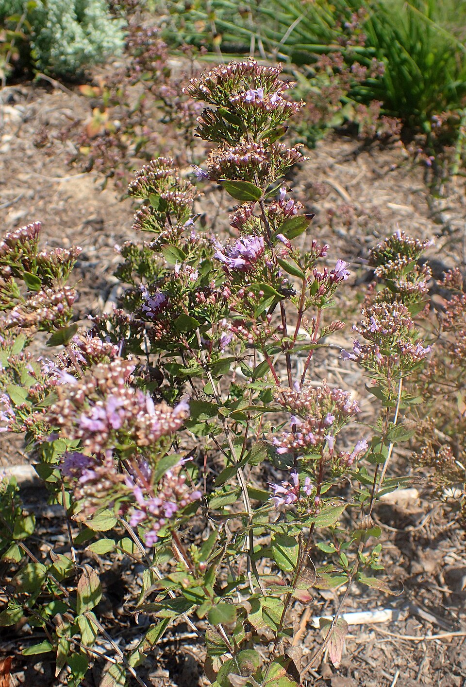 Cunila origanoides (common dittany) (alternate view 7)