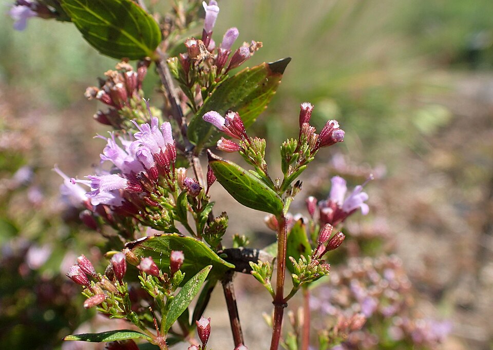 Cunila origanoides (common dittany) (alternate view 8)