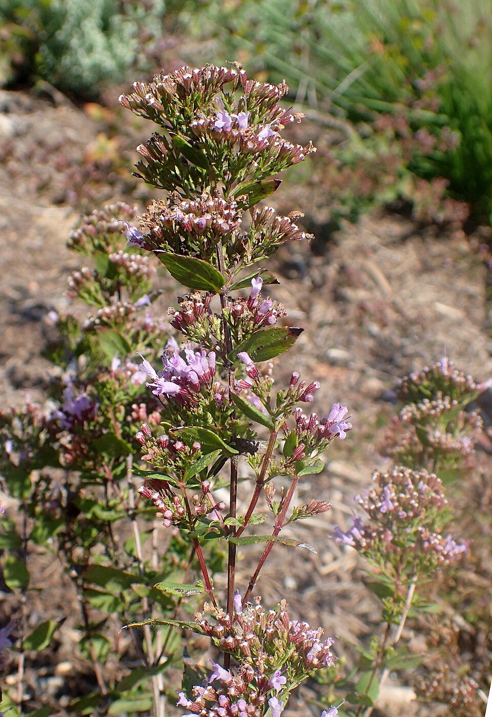 Cunila origanoides (common dittany) (alternate view 9)