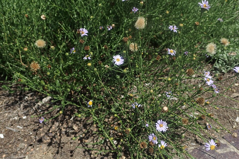 Symphyotrichum patens (late purple aster) (alternate view 9)
