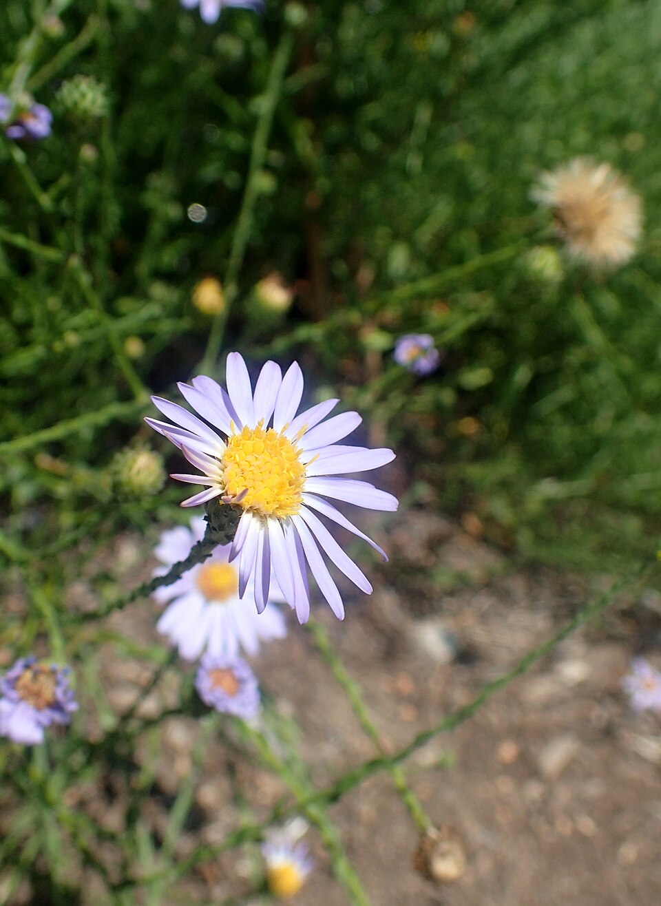 Symphyotrichum patens (late purple aster) (alternate view 10)