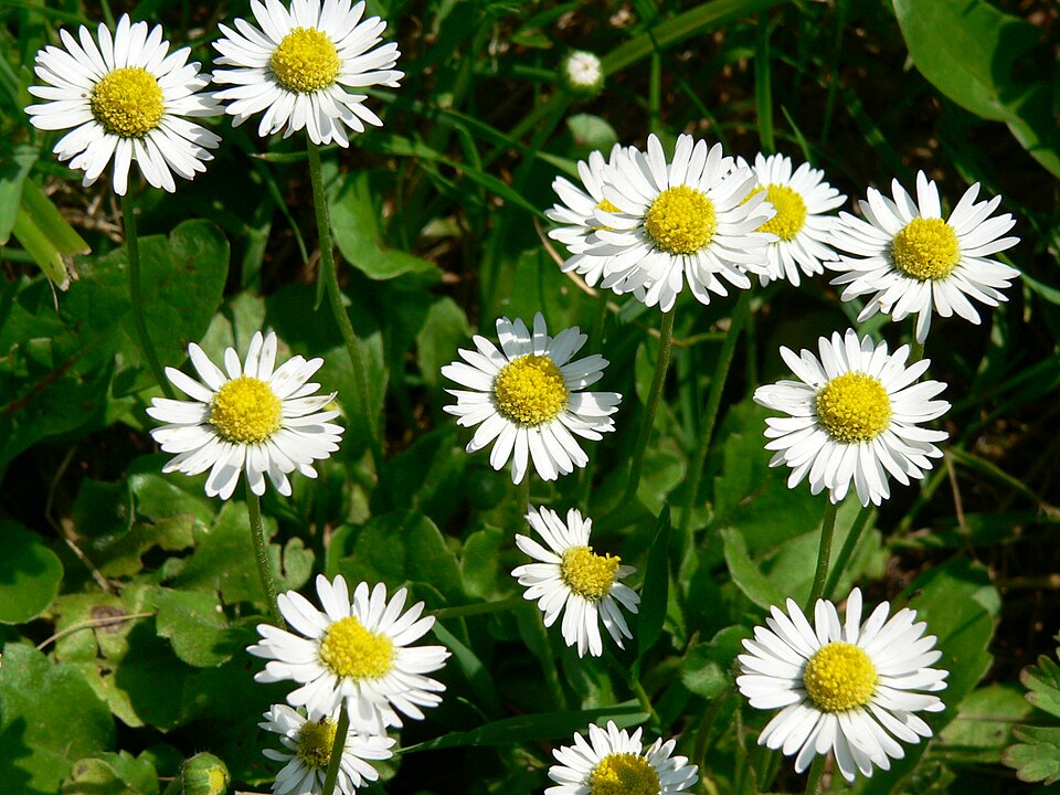 Bellis perennis (Lawn daisy)
