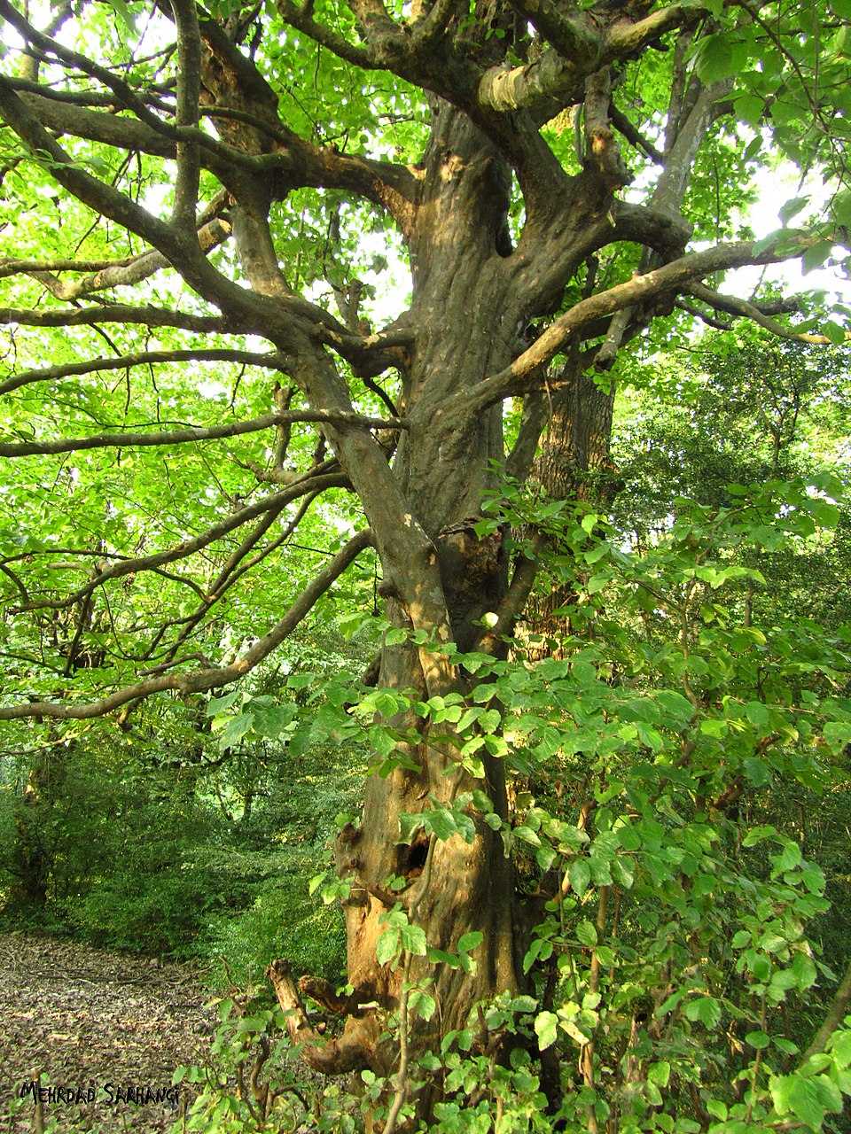Parrotia persica (Persian parrotia, ironwood) (alternate view 13)