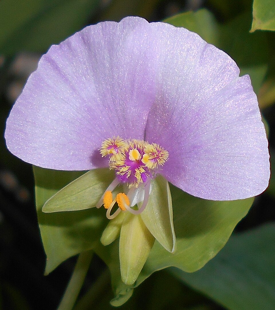 Tinantia anomala (False dayflower) (alternate view 3)