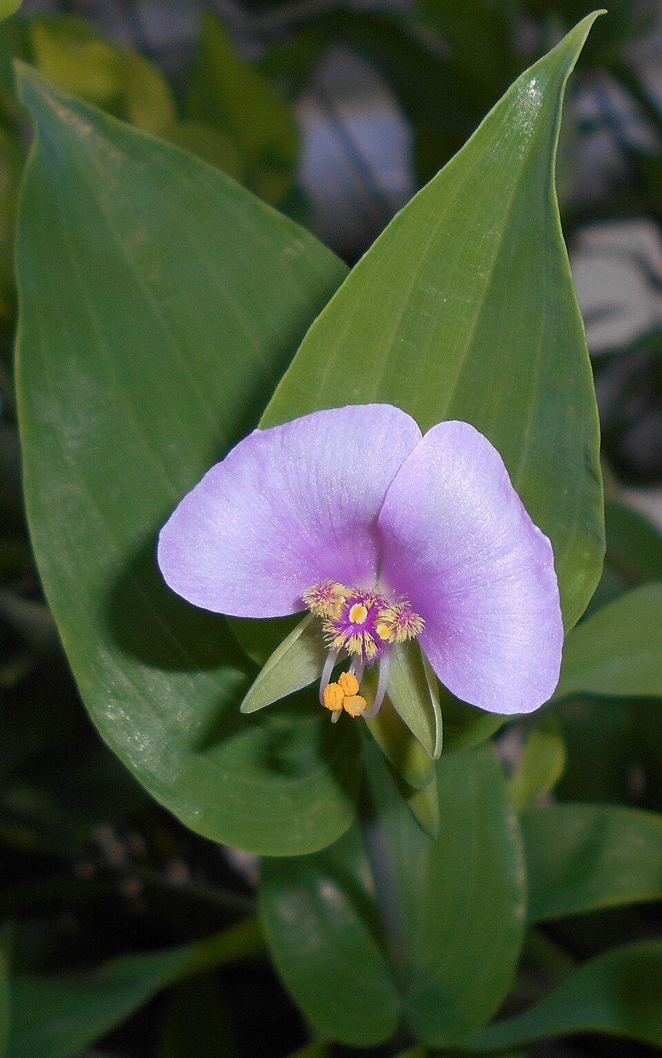 Tinantia anomala (False dayflower) (alternate view 4)