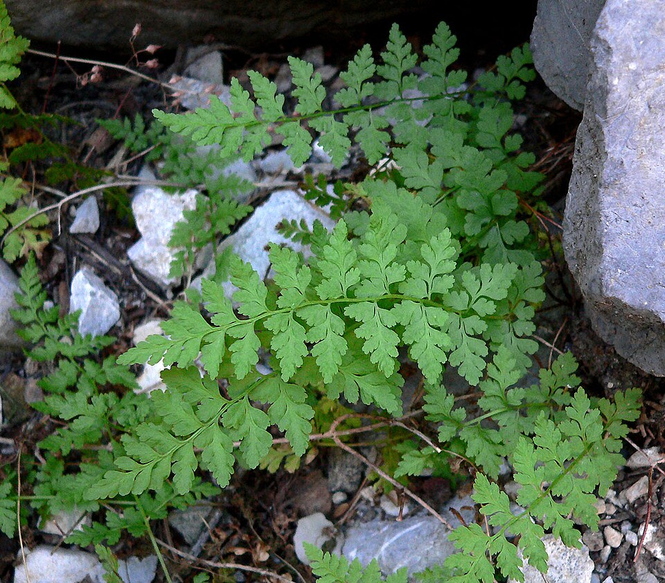 Cystopteris fragilis (brittle bladderfern) (alternate view 7)