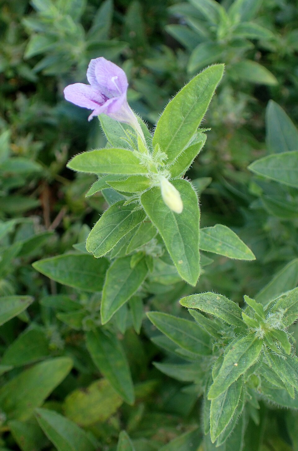 Ruellia humilis (hairy ruellia) (alternate view 8)