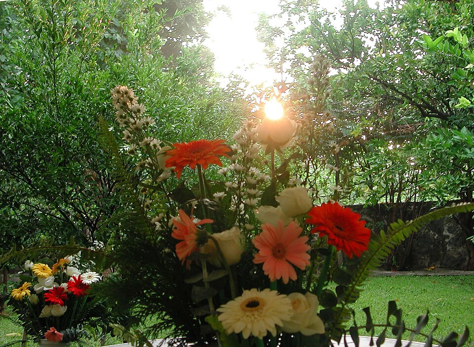 Gerbera (Gerbera Daisies) (alternate view 6)