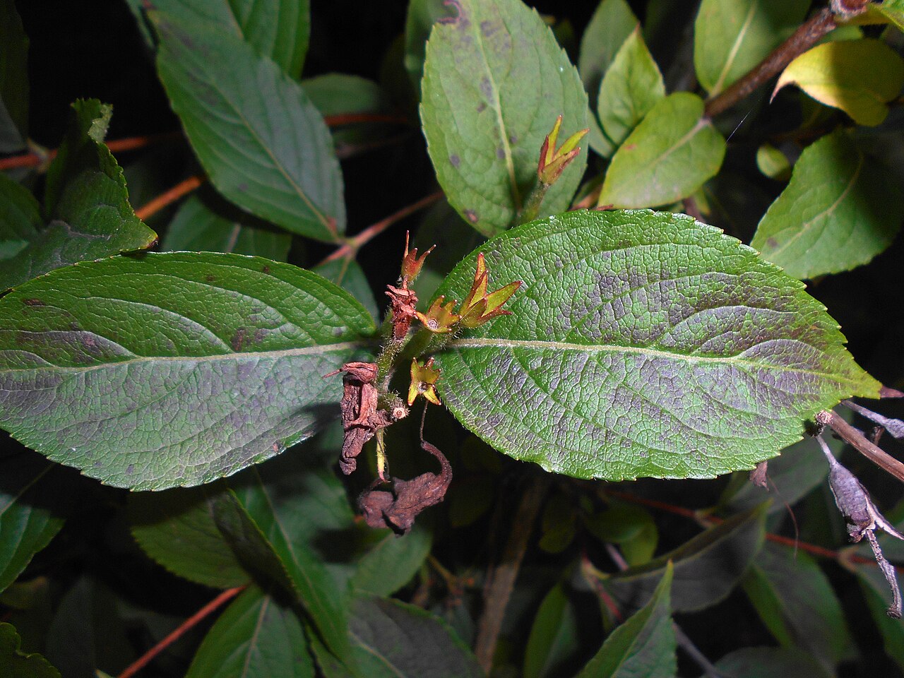 Weigela 'Bristol Ruby', Weigela Bristol Ruby — upright deciduous (Caprifoliaceae) (image 4 of 9)