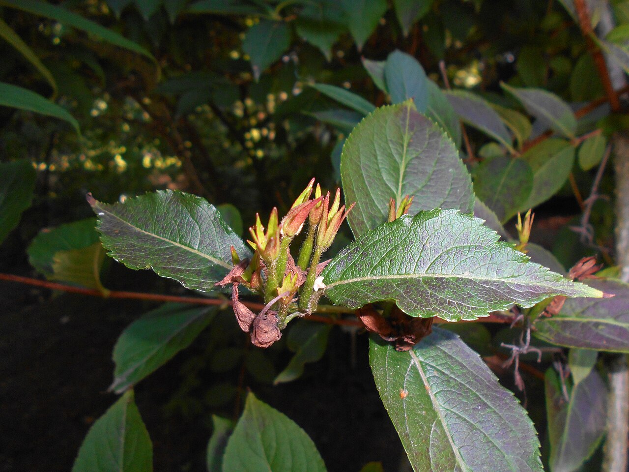 Weigela 'Bristol Ruby', Weigela Bristol Ruby — upright deciduous (Caprifoliaceae) (image 5 of 9)