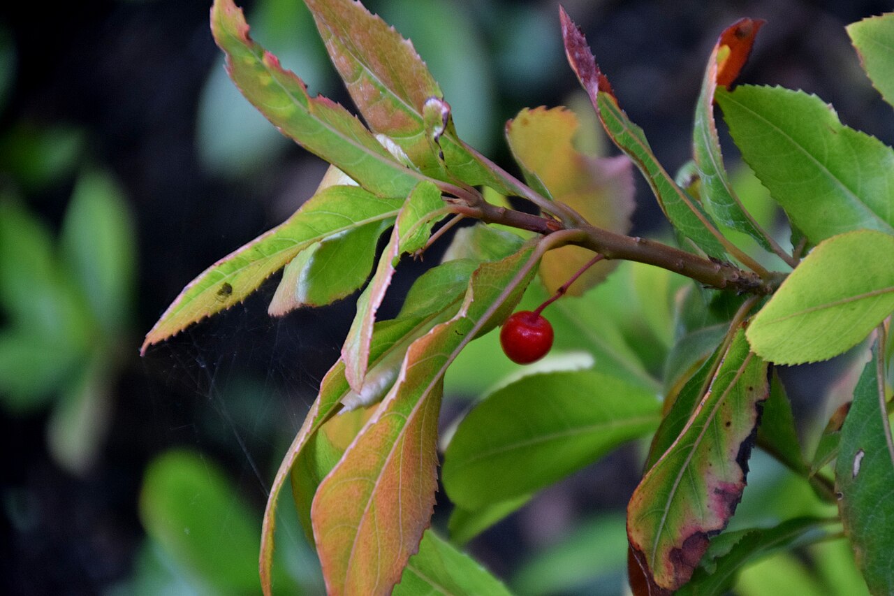 Ardisia japonica, Marlberry — spreading evergreen (Primulaceae) (image 8 of 10)