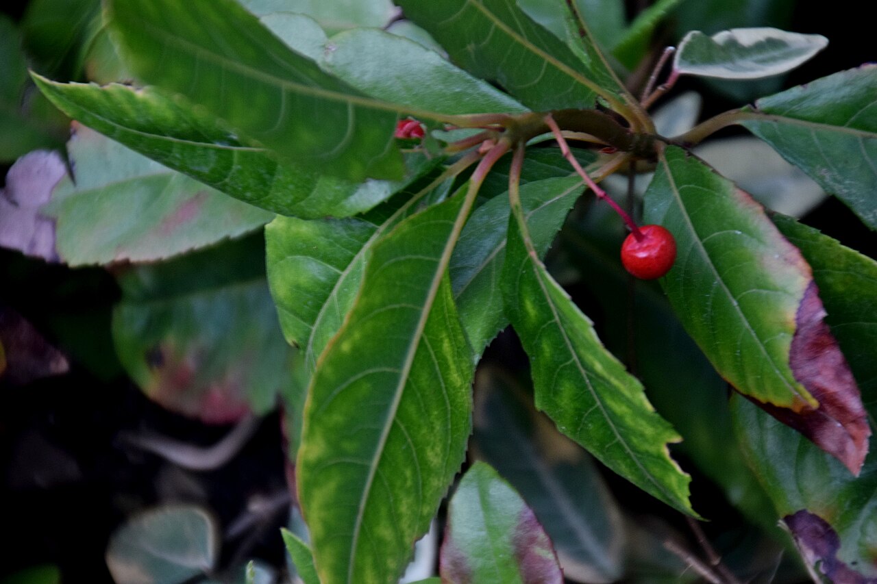Ardisia japonica, Marlberry — spreading evergreen (Primulaceae) (image 9 of 10)