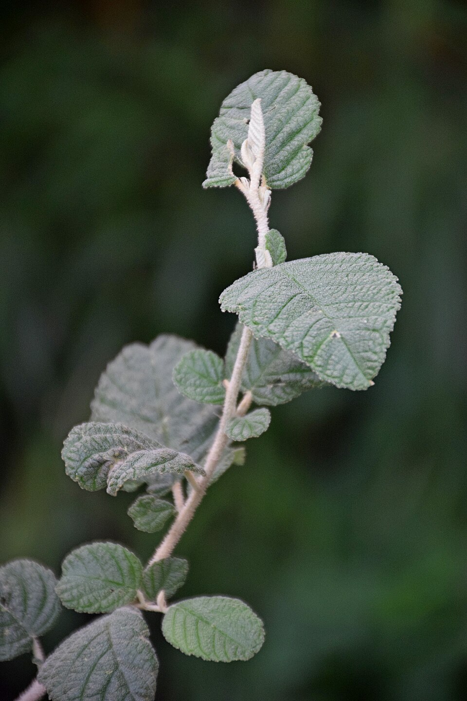 Pomaderris apetala (Tainui) (alternate view 6)