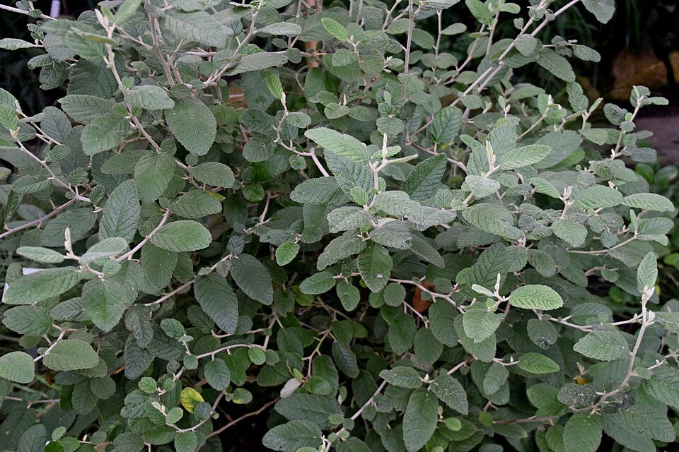 Pomaderris apetala (Tainui) (alternate view 7)