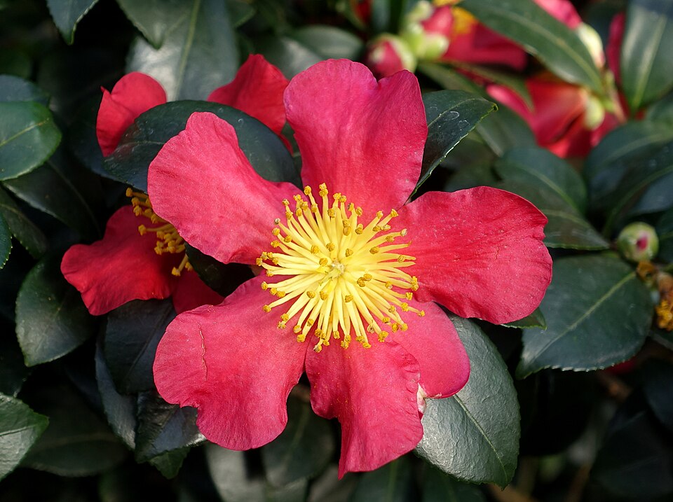Camellia vernalis 'Yuletide' (Yuletide Camellia) (alternate view 5)
