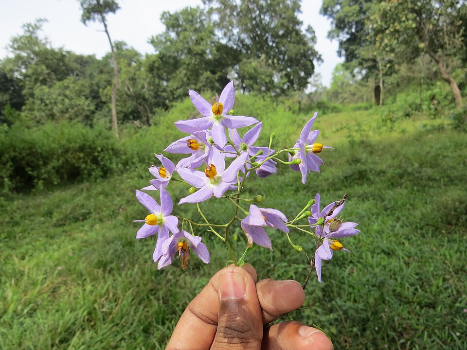 Solanum seaforthianum (Brazilian Nightshade) (alternate view 6)