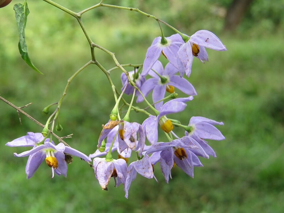 Solanum seaforthianum (Brazilian Nightshade) (alternate view 7)