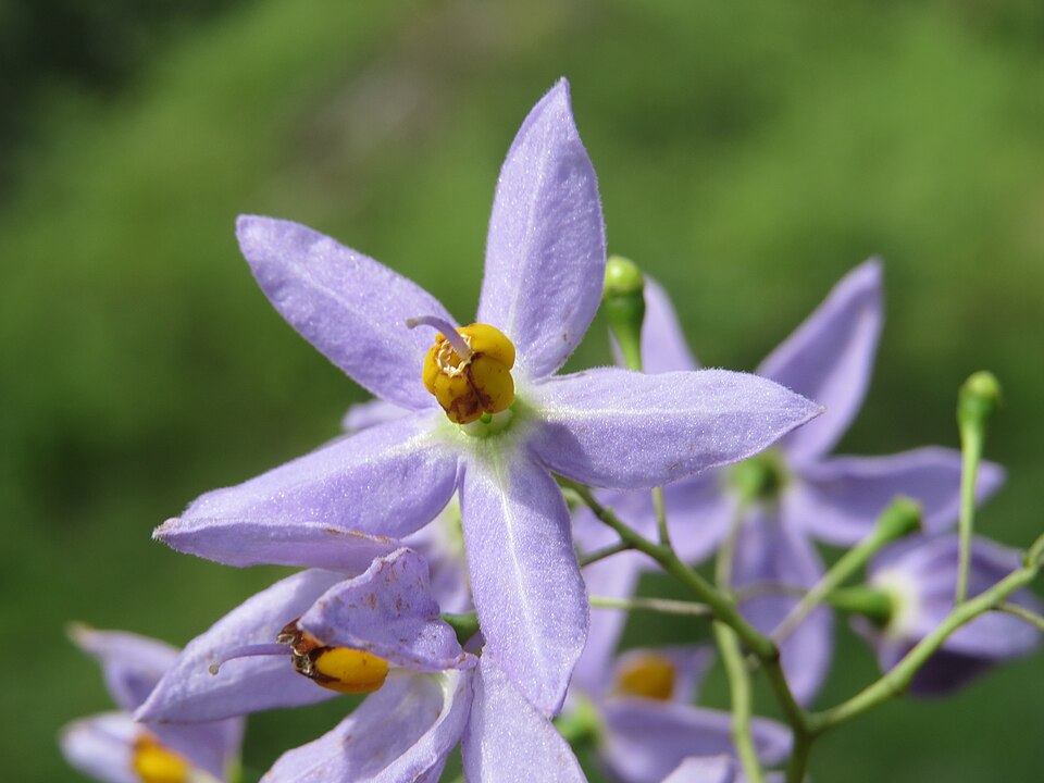 Solanum seaforthianum (Brazilian Nightshade) (alternate view 8)