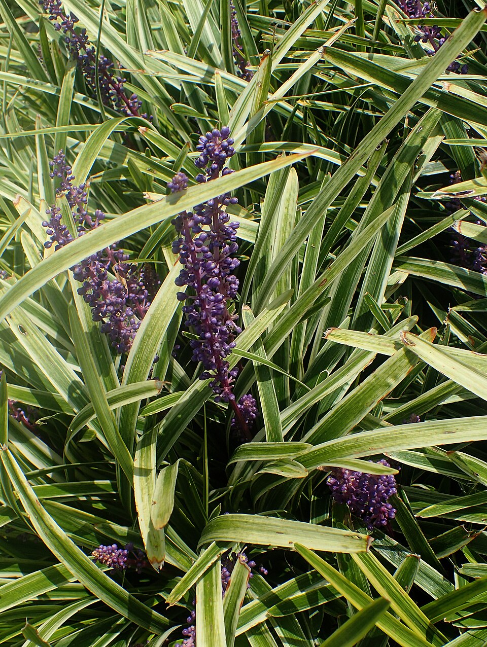 Liriope muscari 'Variegata' (Variegated Lilyturf) (alternate view 3)