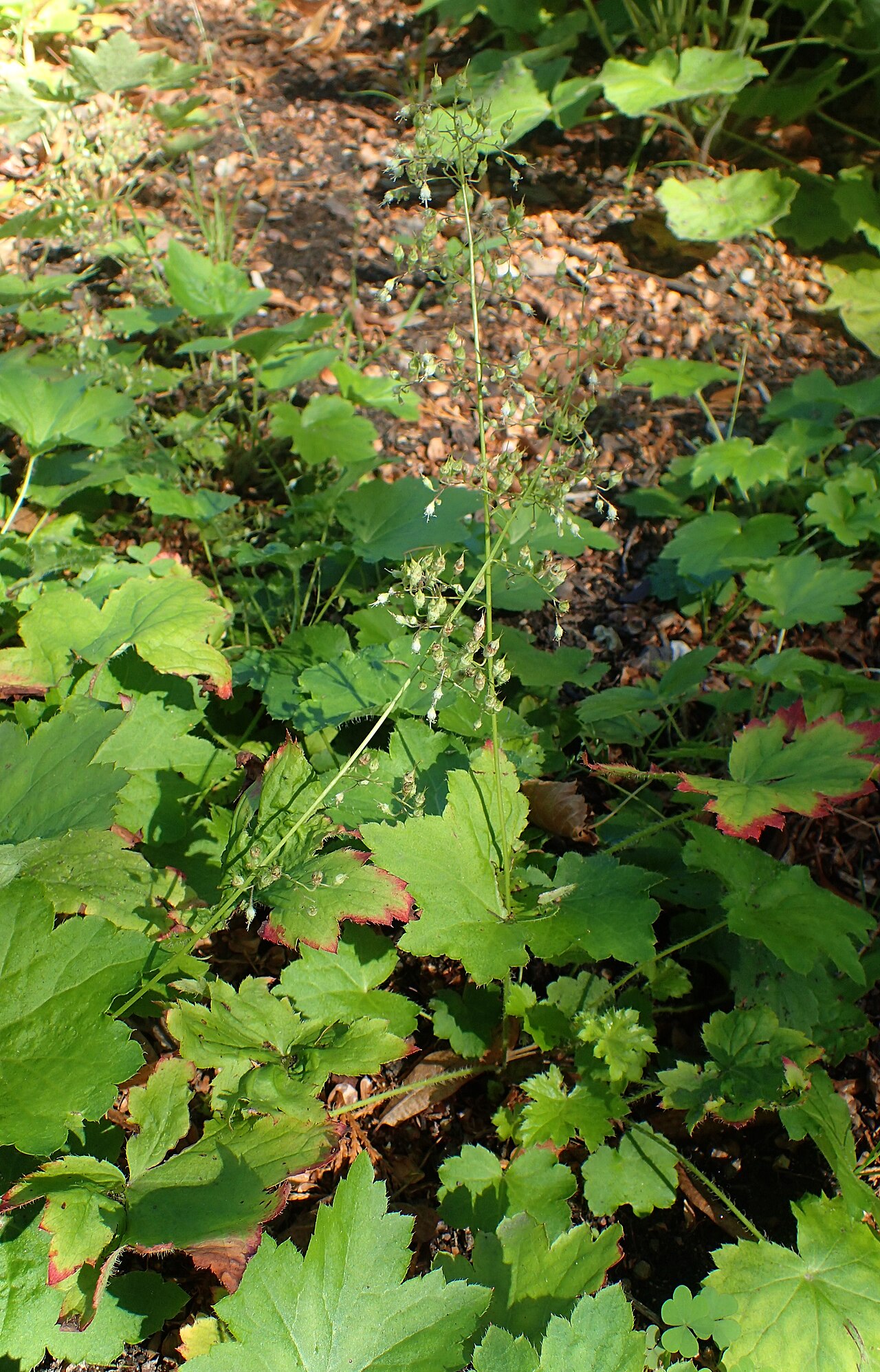 Heuchera villosa, Hairy alumroot — mounding semi-evergreen (Saxifragaceae) (image 3 of 10)