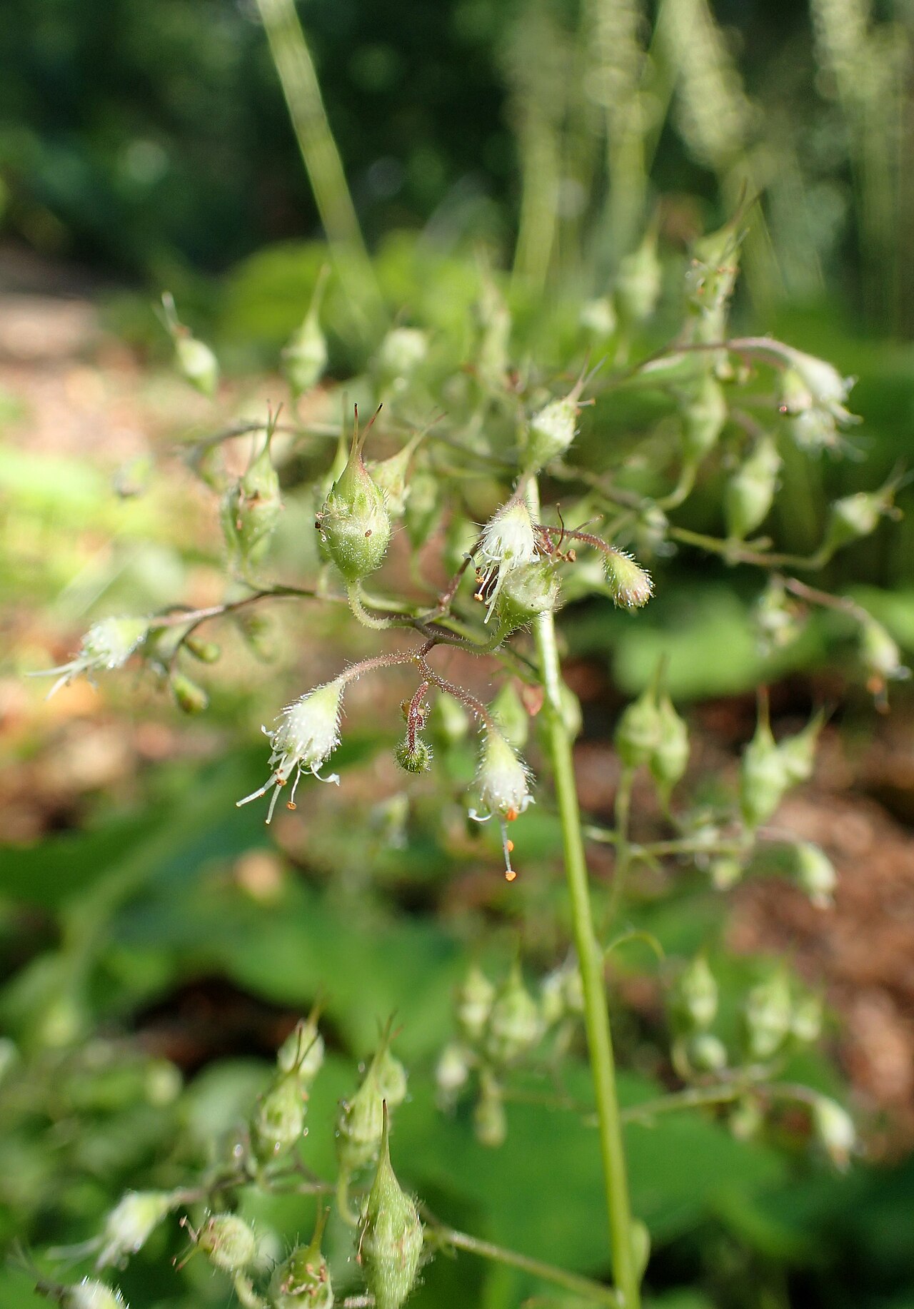 Heuchera villosa, Hairy alumroot — mounding semi-evergreen (Saxifragaceae) (image 4 of 10)