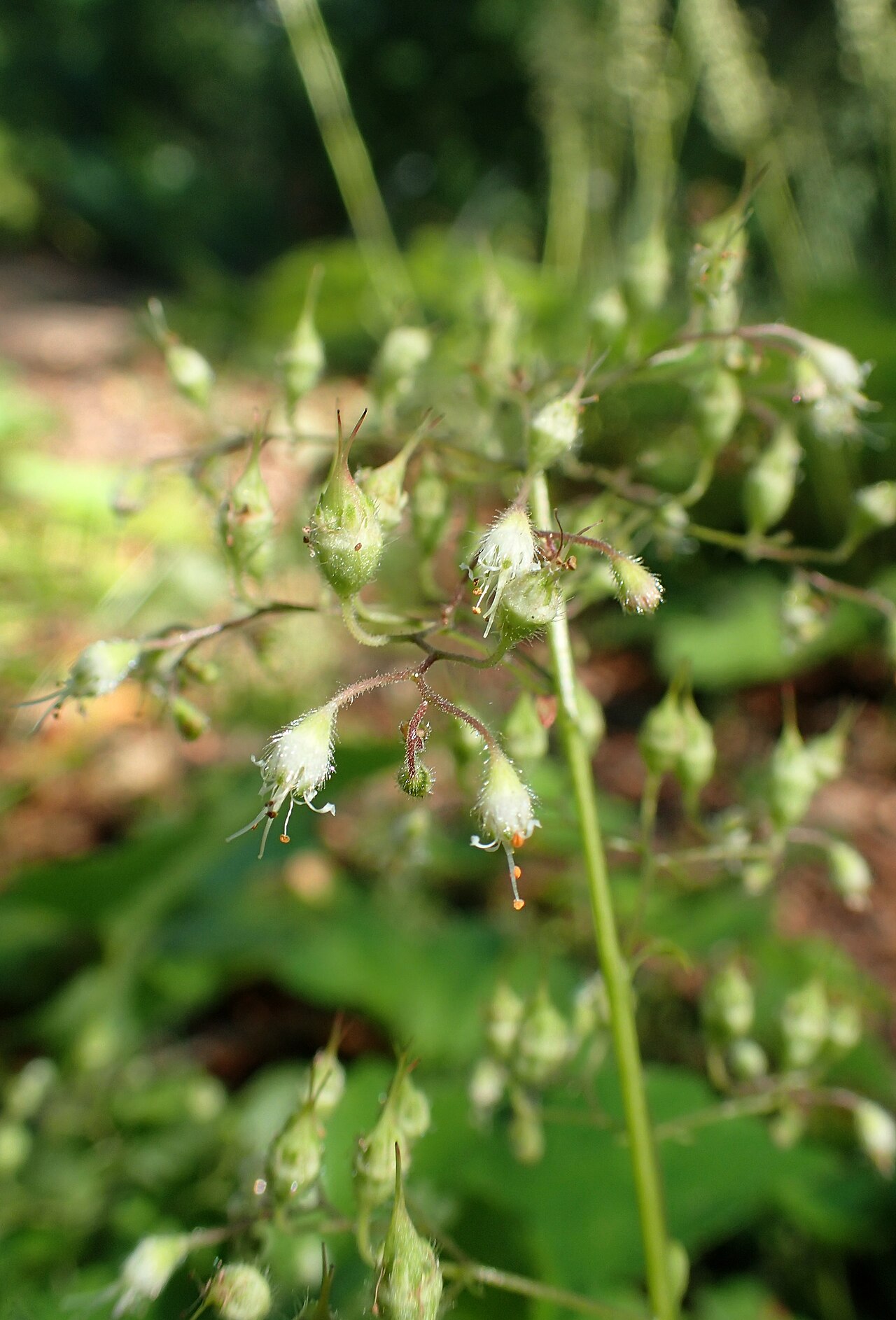 Heuchera villosa, Hairy alumroot — mounding semi-evergreen (Saxifragaceae) (image 5 of 10)