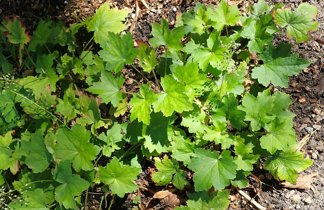 Heuchera villosa, Hairy alumroot — mounding semi-evergreen (Saxifragaceae) (image 6 of 10)