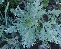Ambrosia chamissonis (silver beachweed) (alternate view 6)