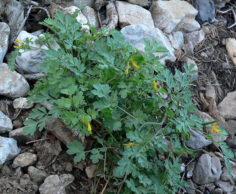 Corydalis aurea (golden corydalis) (alternate view 6)