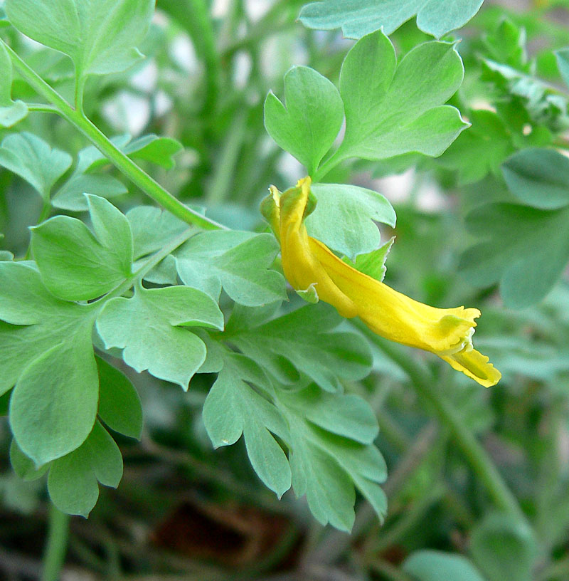 Corydalis aurea (golden corydalis) (alternate view 7)