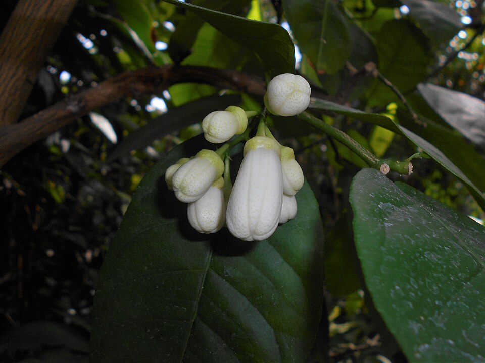 Citrus limon 'Ponderosa' (Ponderosa Lemon) (alternate view 5)