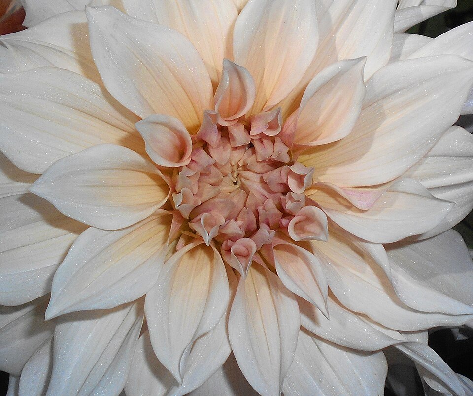 Dahlia 'Cafe au Lait' (Cafe au Lait Dahlia) (alternate view 3)